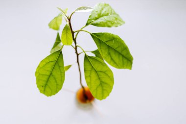 Avokado tohumları bir bardak suda büyüyor. Bir avokado ağacını tohumdan filizlendirmek için evdeki hidropojistik yöntemi kullanmak.