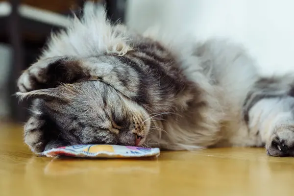 Domestic Fluffy Gray Cat Plays Stimulating Pad Valerian Diversity Pet — Stock Photo, Image