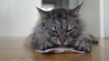 Evcil kabarık tüylü gri kedi kediotu ile uyarıcı ped ile oynar. Kokuları, oyuncakları olan hayvan hayatının çeşitliliği