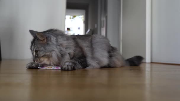 Huiselijk Pluizig Grijs Kat Speelt Met Stimulerende Pad Met Valeriaan — Stockvideo