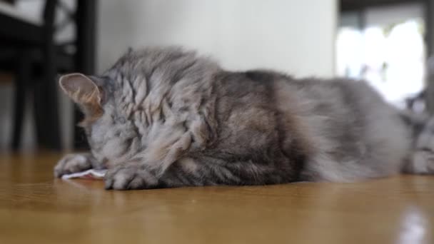 Domowe Puszysty Szary Kot Bawi Się Stymulujące Pad Valerian Różnorodność — Wideo stockowe