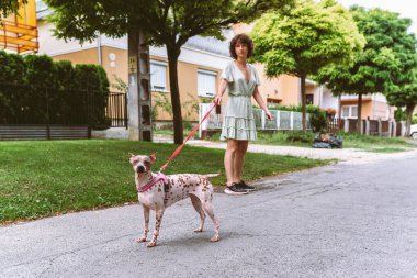 Kahverengi kıvırcık saçlı çekici genç kız evcil hayvan gezdiriyor, köpek ender bulunan Amerikan tüysüz teriyeri, yaz mevsimi, Avrupa kasabası. evcil hayvanlarla ilgilenmek ve ilgilenmek, evcil hayvanlarla arkadaşlık