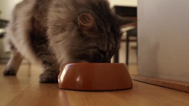 美丽的绒毛灰猫走近碗里的食物 开始吃干粮 — 图库视频影像