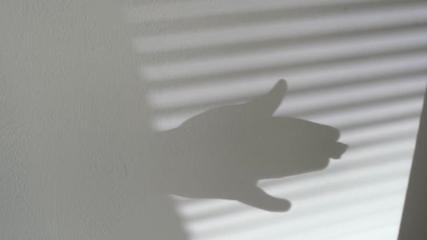 Menschenhand Zeigt Schattenspiel Silhouette Hundegebell Schatten Der Wand Von Sonnenlicht — Stockvideo