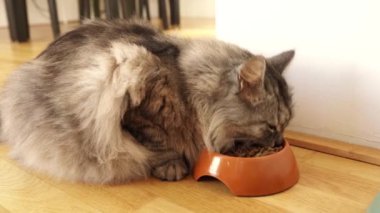 Güzel pofuduk gri kedi kaselere yaklaşır ve kuru yemekler yemeye başlar..
