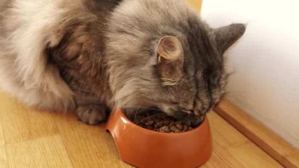 Красивый Пушистый Серый Кот Подходит Миски Пищи Начинает Сухую Пищу — стоковое видео