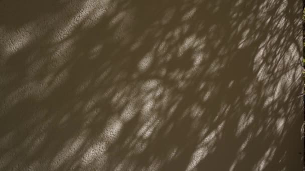 Ακτίνες Ηλίου Σκιά Από Φύλλα Δέντρων Γκρι Τοίχο Αργή Κίνηση — Αρχείο Βίντεο