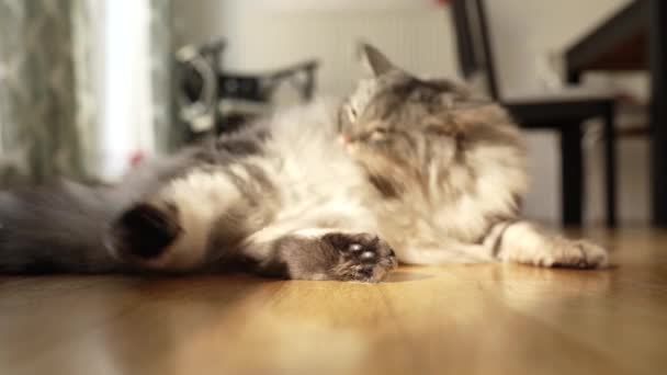 Domowe Puszysty Kot Czystej Krwi Liże Się Siedząc Parkiecie Domu — Wideo stockowe