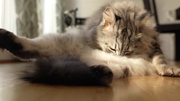 Domowe Puszysty Kot Czystej Krwi Liże Się Siedząc Parkiecie Domu — Wideo stockowe