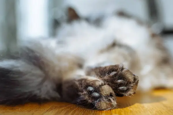 fluffy cute cat paws, close-up rear view. Close-up leather pads cats hind paws. gray cat lies on parquet floor house, in rays of sun