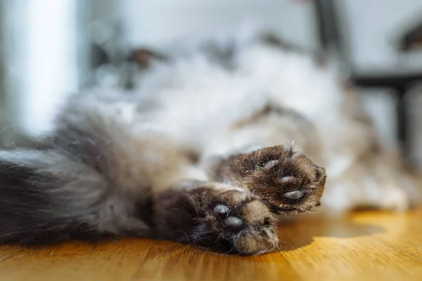 绒毛可爱的猫爪 后视镜特写 特写皮革垫猫后爪 灰色的猫躺在地板上 阳光灿烂 — 图库照片
