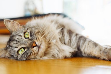 Tüylü gri evcil kedi, parke zeminde, güneş ışığında tembelce yatıyor. Yumuşak sıcak ışık, rahat hayvan hayatı