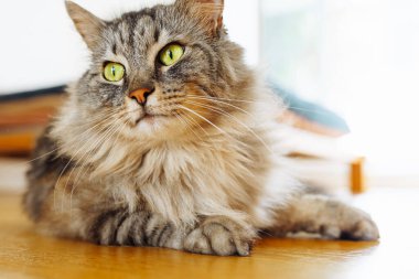 Tüylü gri evcil kedi, parke zeminde, güneş ışığında tembelce yatıyor. Yumuşak sıcak ışık, rahat hayvan hayatı