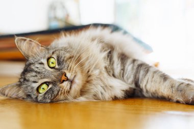 Tüylü gri evcil kedi, parke zeminde, güneş ışığında tembelce yatıyor. Yumuşak sıcak ışık, rahat hayvan hayatı