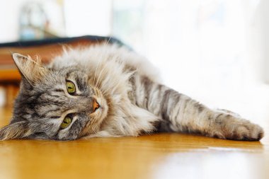 Tüylü gri evcil kedi, parke zeminde, güneş ışığında tembelce yatıyor. Yumuşak sıcak ışık, rahat hayvan hayatı