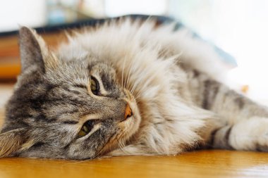 Tüylü gri evcil kedi, parke zeminde, güneş ışığında tembelce yatıyor. Yumuşak sıcak ışık, rahat hayvan hayatı