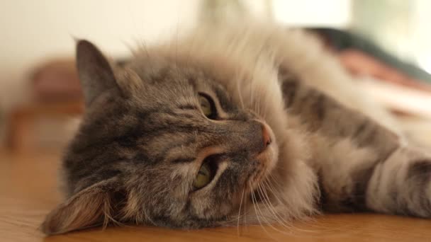 ふわふわの灰色の家畜の猫は 光の太陽のパーケットフロアに怠惰に横たわっています 柔らかい暖かいライト 快適なペットの生命 — ストック動画