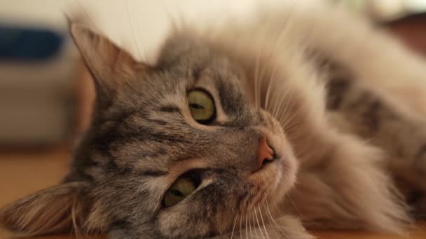 Fluffy Gray Domestic Cat Lies Lazily Parquet Floor Rays Sun — Stock Video