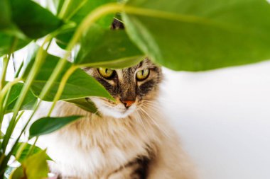 Portre kabarık gri tekir kedi ve ev bitkisi bir anturyum saksısında