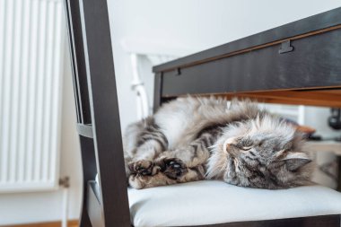 Yakın çekim safkan kedi gözleri kapalı, topun içinde kıvrılmış bir şekilde rahat bir şekilde uyuyor.