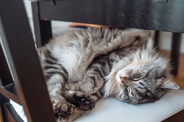 Yakın çekim safkan kedi gözleri kapalı, topun içinde kıvrılmış bir şekilde rahat bir şekilde uyuyor.