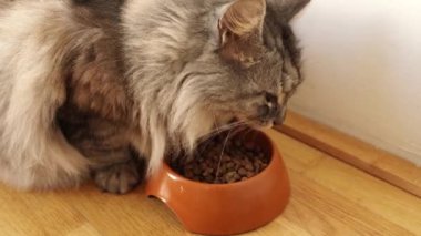 Güzel pofuduk gri kedi kaselere yaklaşır ve kuru yemekler yemeye başlar..