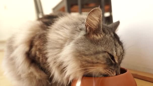 Красивый Пушистый Серый Кот Подходит Миски Пищи Начинает Сухую Пищу — стоковое видео