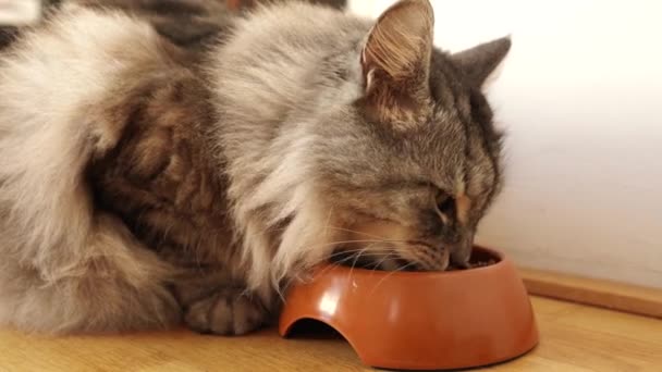 Όμορφη Χνουδωτή Γκρι Γάτα Πλησιάζει Μπολ Τροφίμων Και Αρχίζει Τρώει — Αρχείο Βίντεο