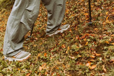 Sonbahar ormanlarında İskandinav yürüyüşü, genç bir kızı yürüyüşe çıkarmak. macera ve egzersiz konsepti, kadınlar yürüyüş, rahat yürüyüş ayakkabıları ve sonbahar doğasında İskandinav yürüyüş direkleri.