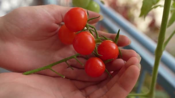 Ντομάτες Cherry Bunch Hands Κηπουρός Που Καλλιεργείται Μπαλκόνι7 Ώριμες Κόκκινες — Αρχείο Βίντεο