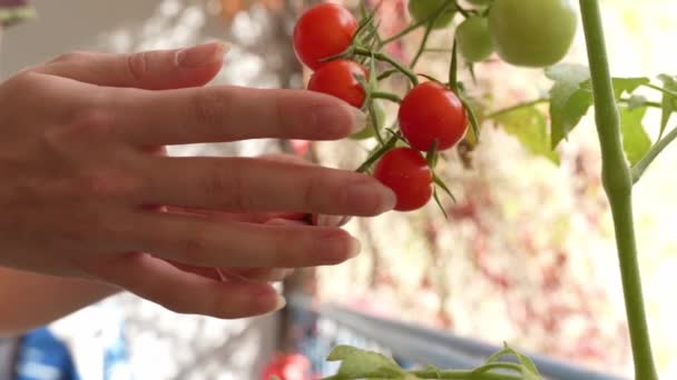 Вишневі Помідори Букет Руках Садівник Вирощений Балконі7 Зрізані Червоні Помідори — стокове відео