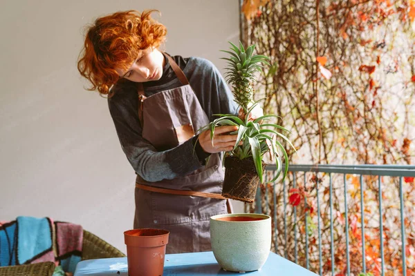 red-haired curly teenage girl, on home balcony or terrace, transplants tropical exotic plant, pineapple, into fertile soil. Home gardening, caring for house plants. replanting plant in large flowerpot