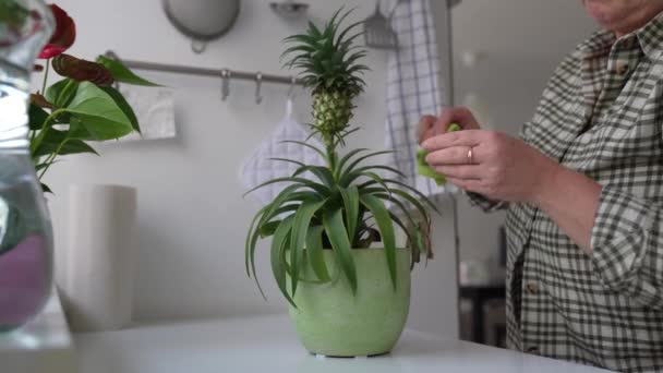 Woman Takes Care Decorative Pineapple Plant Flowerpot Wipes Dust Leaves — Stock Video