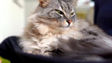 Tüylü, uzun saçlı, gri evcil kedi evde kürkü yalayıp yutuyor.