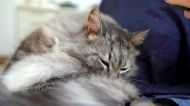부드러운 고양이는 클로즈업 집에서 모피를 핥습니다 — 비디오