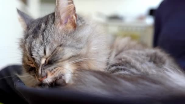 Puszysty Długowłosy Siwy Kot Domowy Liże Futro Językiem Zbliżenie Domu — Wideo stockowe