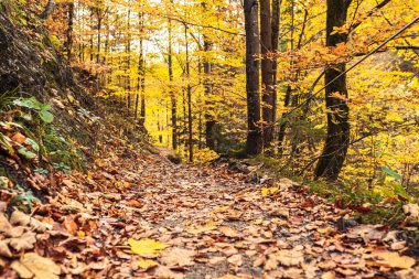 Sarı sonbahar yaprakları ile doğal park ya da orman yolu