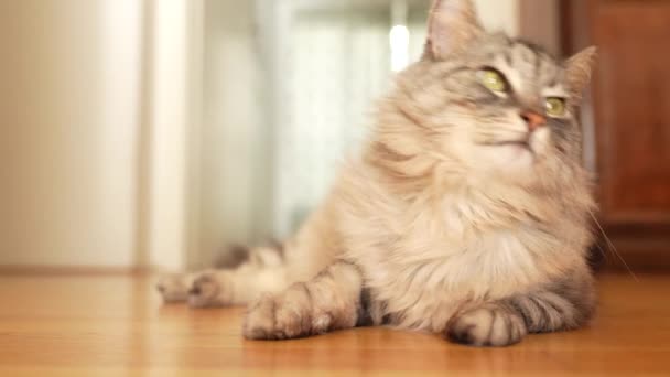 Flauschige Graue Hauskatze Liegt Faul Auf Dem Parkettboden Der Sonne — Stockvideo