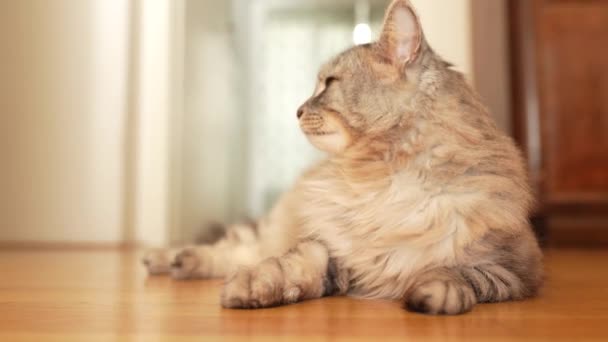 Flauschige Graue Hauskatze Liegt Faul Auf Dem Parkettboden Der Sonne — Stockvideo