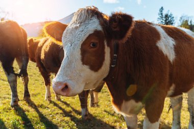Sürü, kameraya tuhaf bir şekilde bakan kırmızı inekleri gördü. Güneşin altında yeşil çayırlarda otluyorlardı.