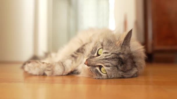 Fluffy Gray Domestic Cat Lies Lazily Parquet Floor Rays Sun — Stock Video