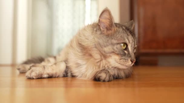 Fluffy Gray Domestic Cat Lies Lazily Parquet Floor Rays Sun — Stock Video