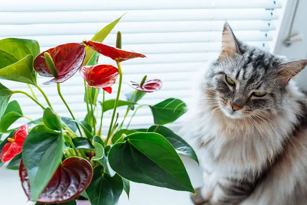 Portre kabarık gri tekir kedi ve ev bitkisi bir anturyum saksısında