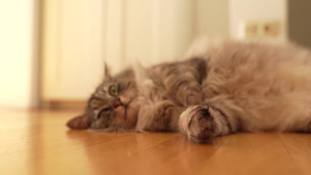 Načechraná Šedá Domácí Kočka Lenivě Leží Parketové Podlaze Paprscích Slunce — Stock video