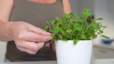 Kadınlar saksıda saksıyı otlarla tutarlar. Çiçek saksısında, ev mutfağında. Ev yapımı baharatlar.