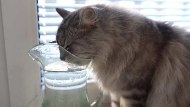 家猫喜欢用透明的玻璃瓶喝水 舌头伸进水里 猫舔水 慢动作 — 图库视频影像