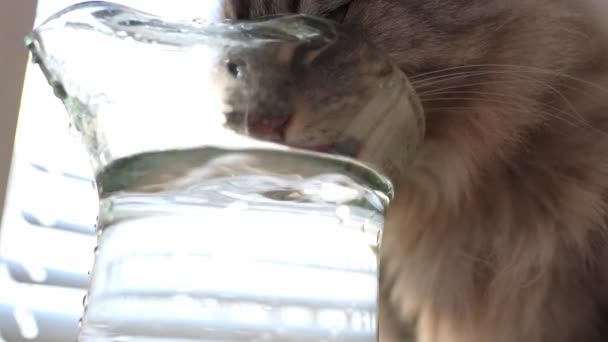 Οικιακή Γάτα Αστεία Ποτά Νερό Από Διαφανή Γυάλινη Κανάτα Γλώσσα — Αρχείο Βίντεο