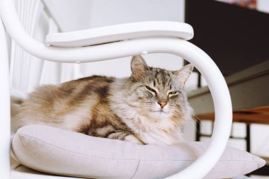 Evdeki yastığın üzerinde oturan portre gri tüylü kedi, oturma odasında bilgisayarlı monitörle masanın yanında.