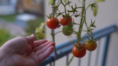 Kadınların eli meyveli vişneli domatese dokunur. Bitkiden kesilmiş olgun kırmızı domatesler. Evin balkonunda taze eşekarısı ağaçları hasat edin..
