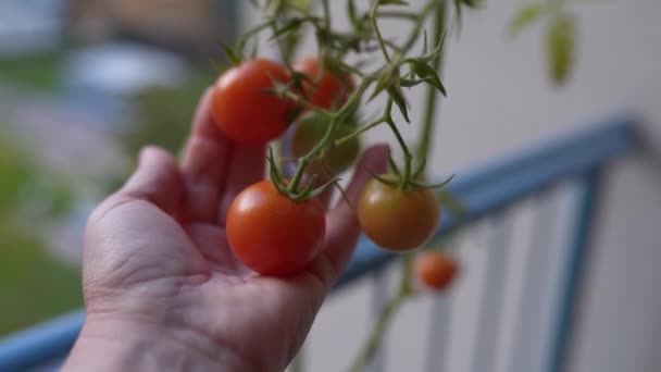 Ženy Ruka Dotýká Ovoce Zralé Cherry Rajče Zralá Červená Rajčata — Stock video